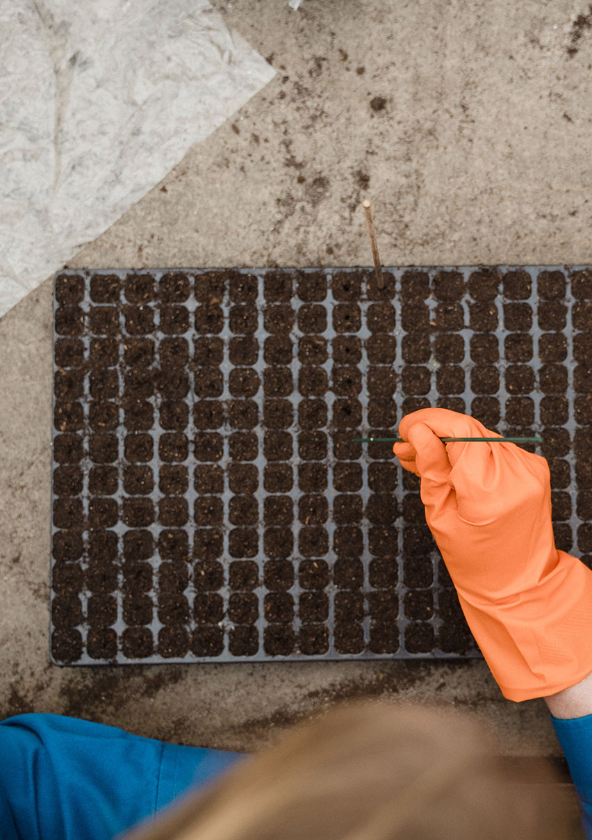 Urban Gardening Projekt, eine Person setzt Samen in kleine Pflanzgefäße