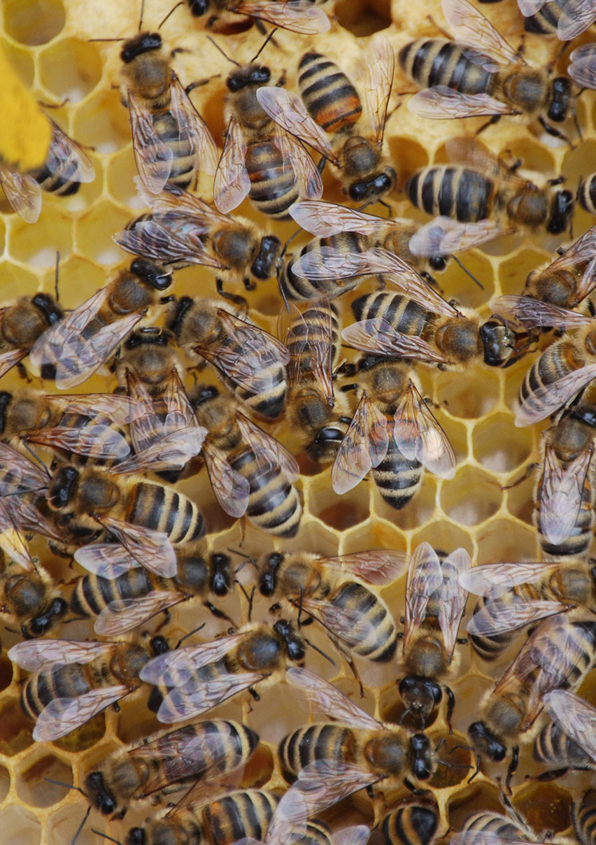 Detailansicht eines Bienenhotels für die Förderung der Biodiversität